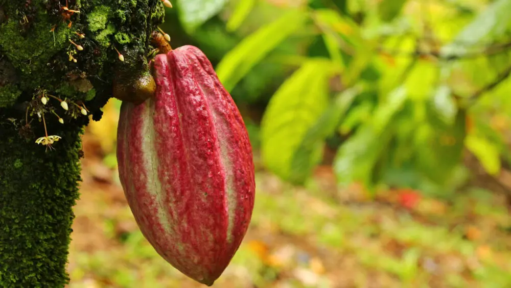 Jungle Man Organic Farm (Single Packages)