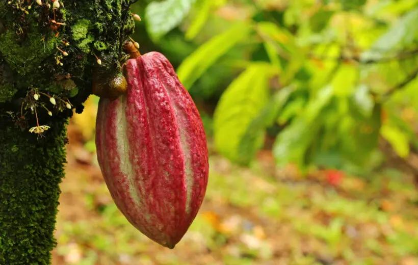 Jungle Man Organic Farm (Single Packages)