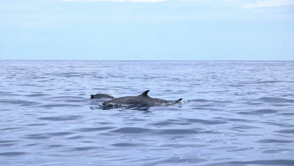Dolphin Watching (Single Packages)